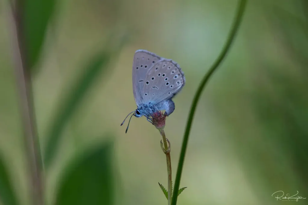 Gentiaanblauwtje op een bloem in een groen grasland