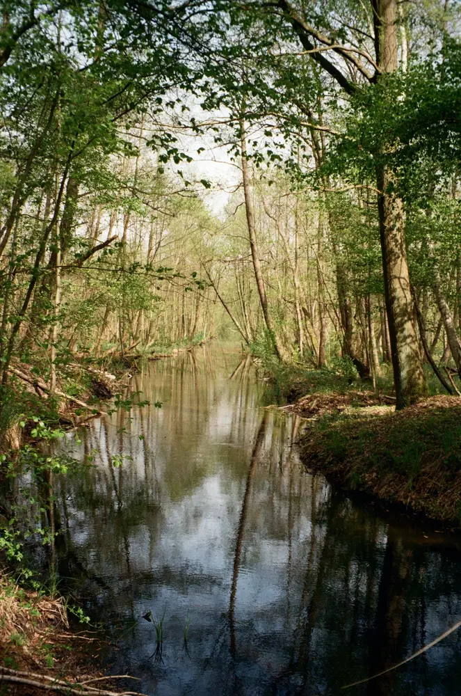 Bosbeek omringd door bomen en natuurlijke oevers
